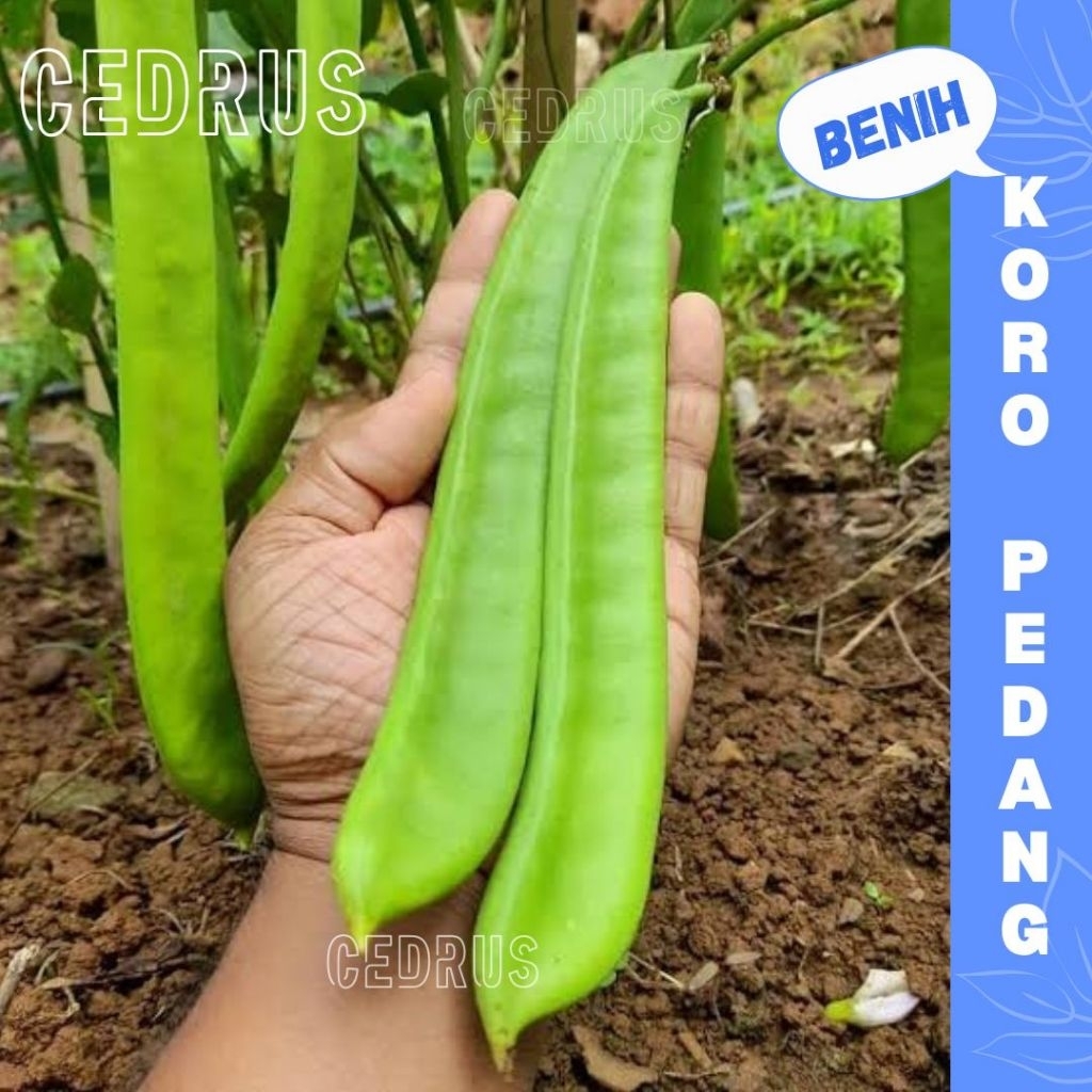 Benih KORO PEDANG (isi 5) - Biji Bibit Sayur Kacang Parang
