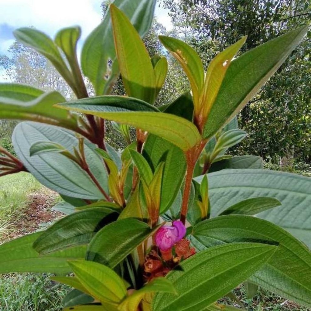 

Daun Senggani Daun Harendong Obat Herbal Tradisional Alami Segar Langsung Di Petik
