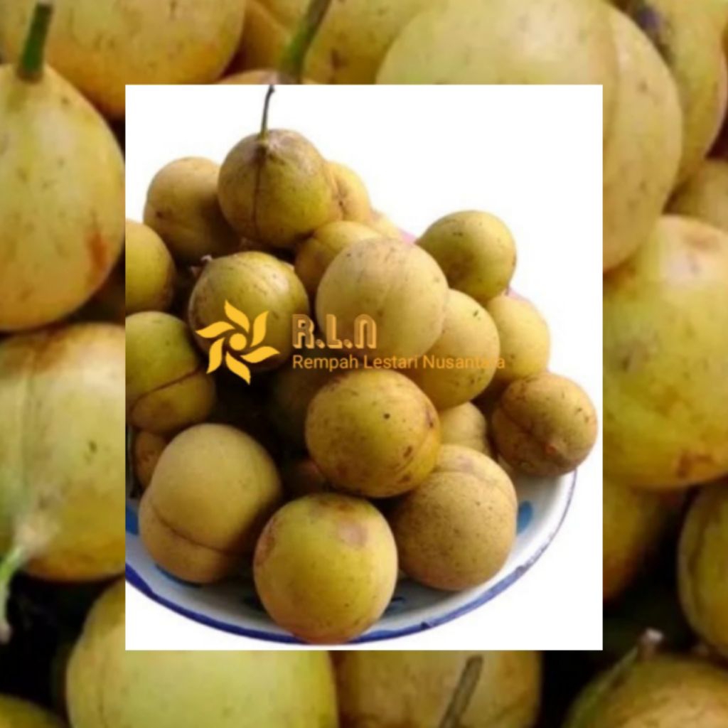 

Buah pala muda segar 1kg