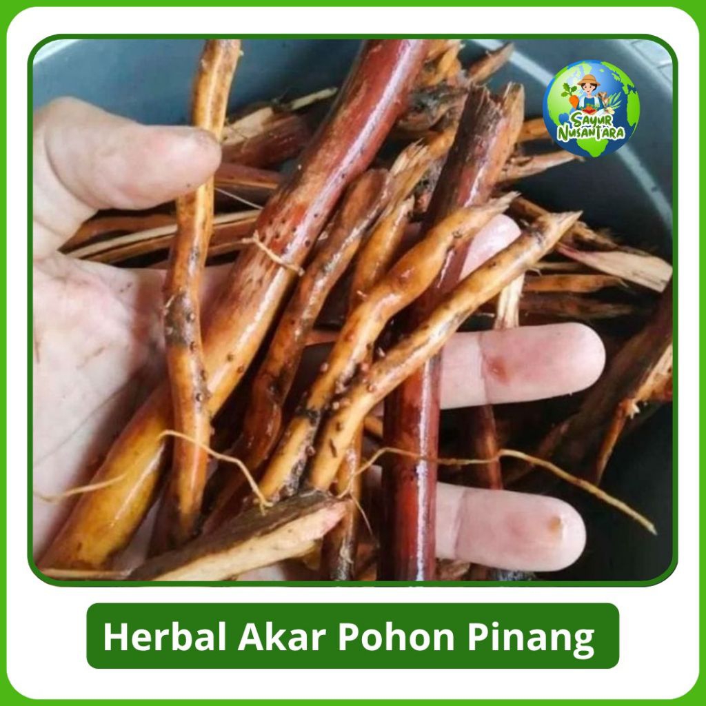 

HERBAL Akar Pohon Pinang [250g/500g/1000g] COD Murah