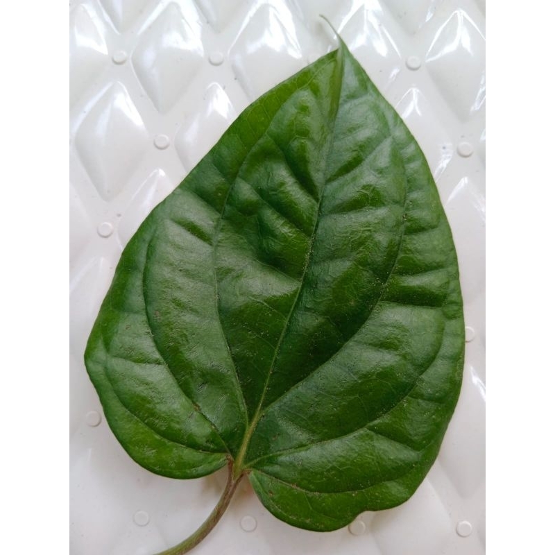 

Daun Sirih Hijau per helai