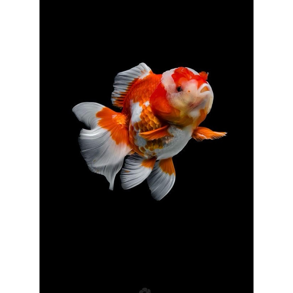IKAN MAS KOKI ORANDA / RANCHU I GOLDFISH ORANDA / RANCHU SIZE GEMBUL I INSTAN MEDAN
