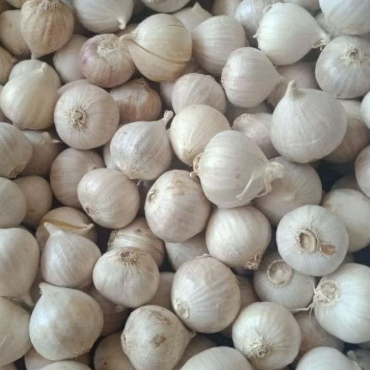 

Bawang putih tunggal/ lanang super putih 1kg