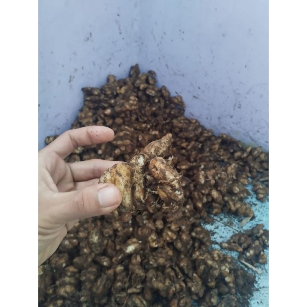 

kencur seblak 1kg kualitas unggul