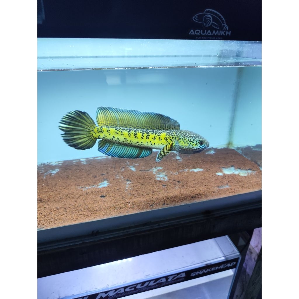 auranti display 17-18 cm HF
