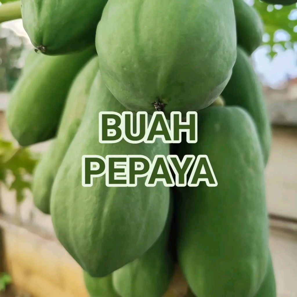 

buah pepaya mini satu kilo muda