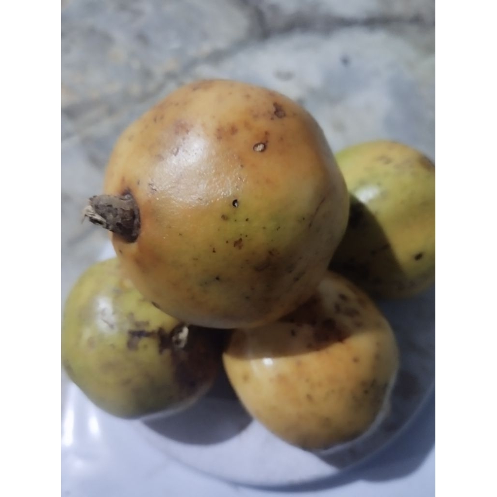 

buah delima putih kecil mateng