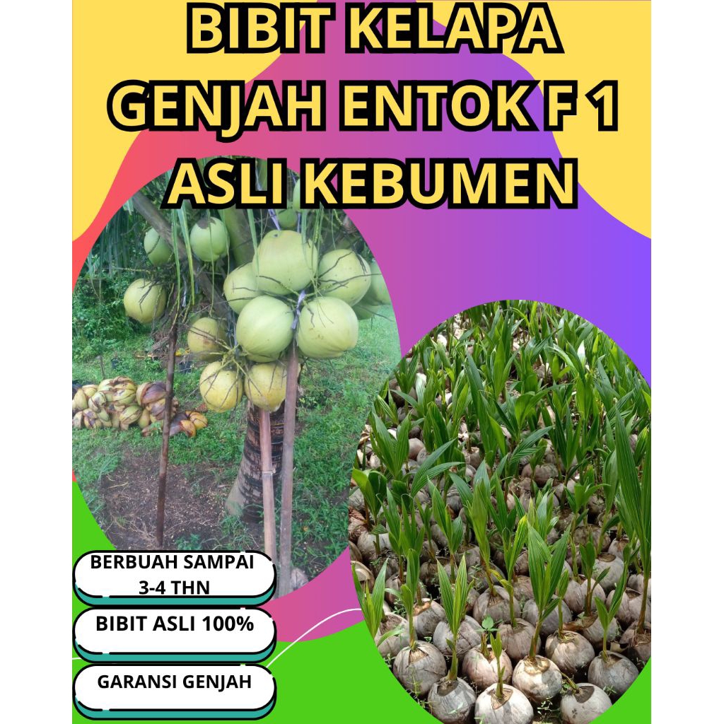 SUDAH DIKUPAS  Bibit Buah Kelapa Genjah Hibrida F1, Bibit Buah Kelapa Genjah Kebumen F1