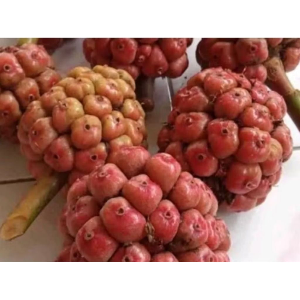 

buah kecombrang | honje merah