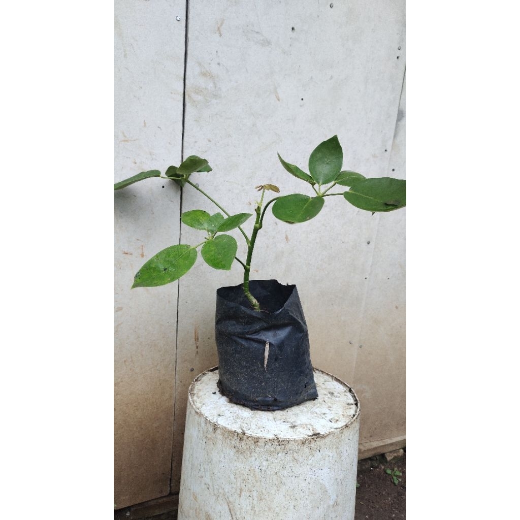 bibit tanaman Tlogosari realpic sesuai gambar