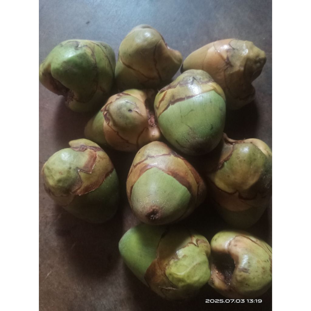 

buah tembuluk/baluluk isi 10 pcs