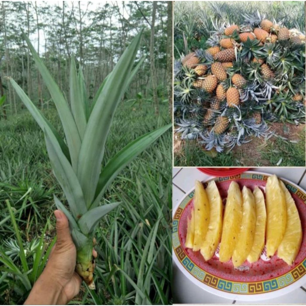 bibit nanas madu asli subang grade A