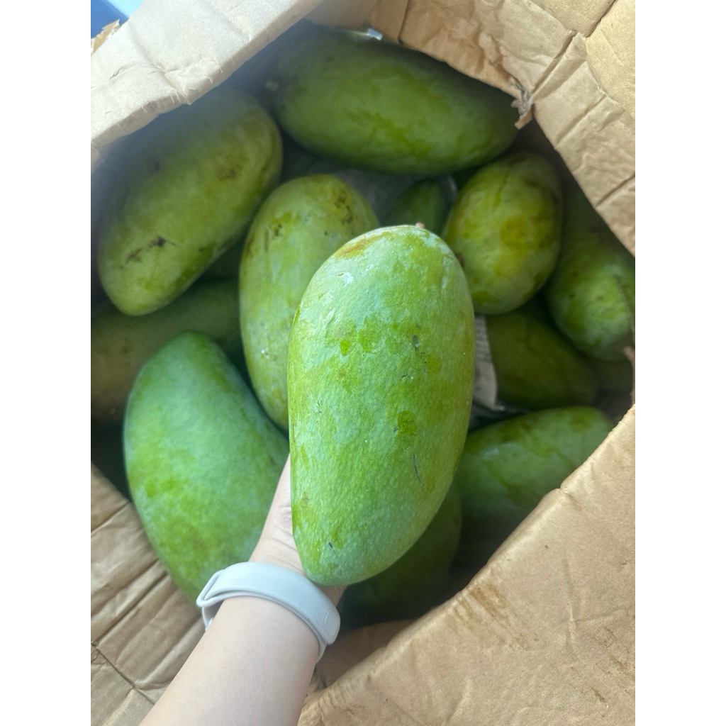 

LANGSUNG KIRIM per pcs besar buah mangga kiyojay situbondo