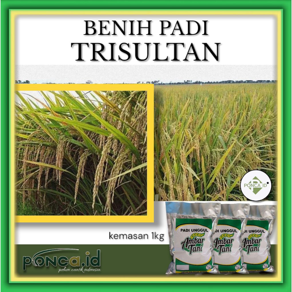 BIBIT PADI TRISULTAN KEMASAN 1KG