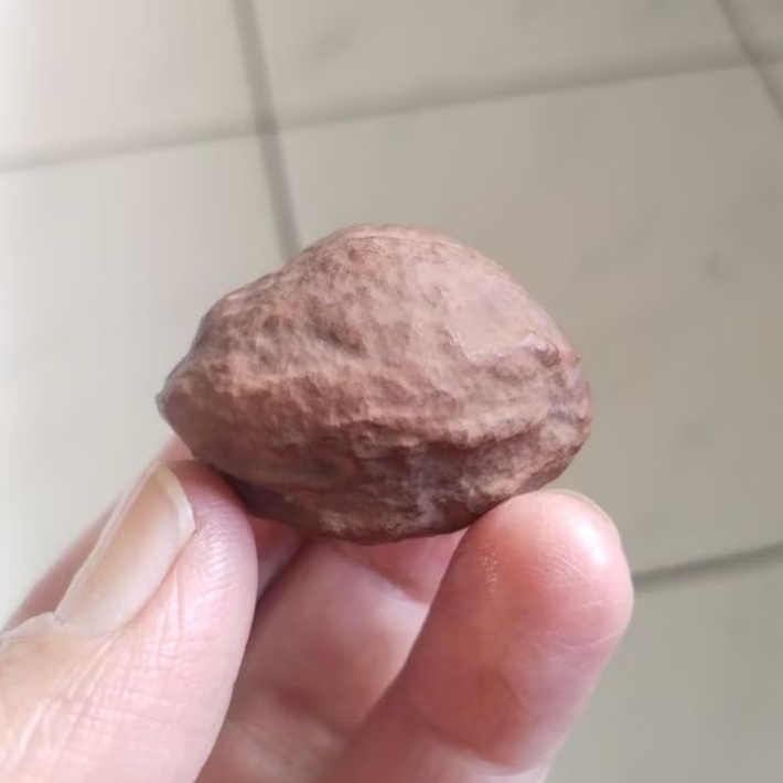 Kemiri Adu Muncang Adu Obral Jalim Si Hulk Ori Batujajar