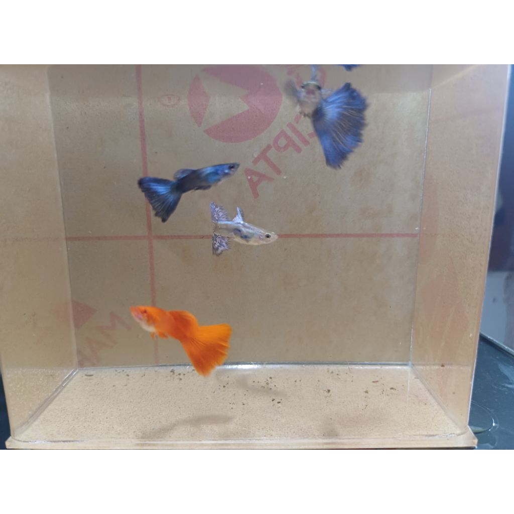 Paket Ikan Hias Guppy AFR Green Emerald Blue Grass 10 Ekor