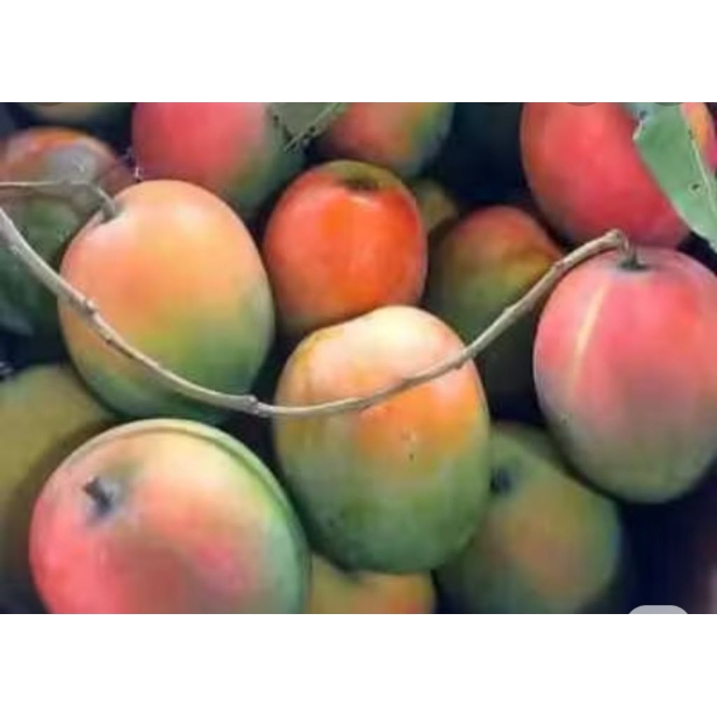 

mangga gedong gincu asli indramayu