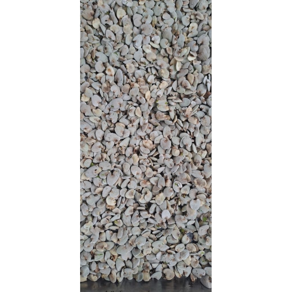 

Buah Jeruju/Daruju kering