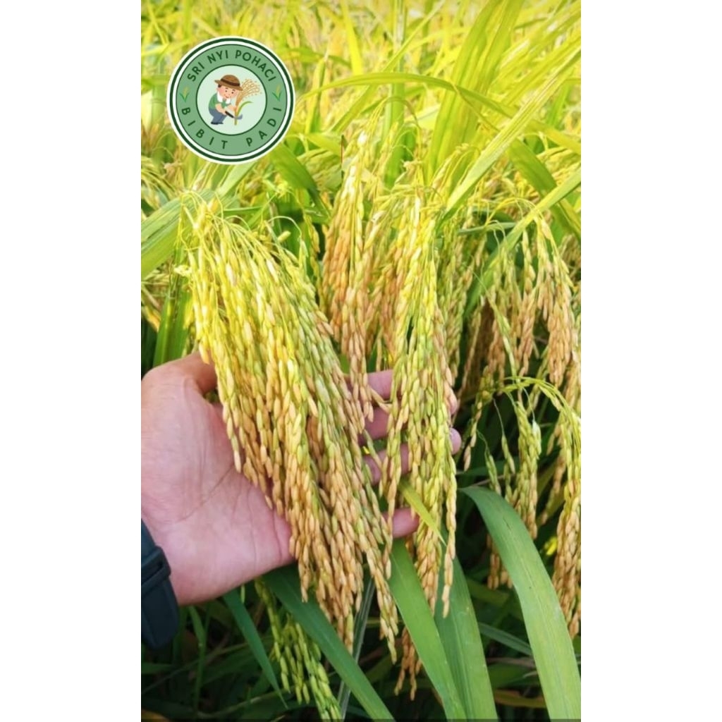 

SR SUPER GENJAH PAKET 1KG
