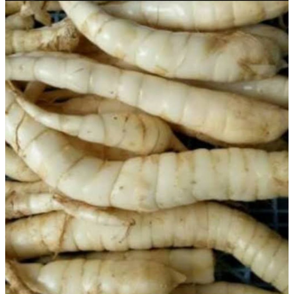 

terigu garut,1kg/umbi garut segar