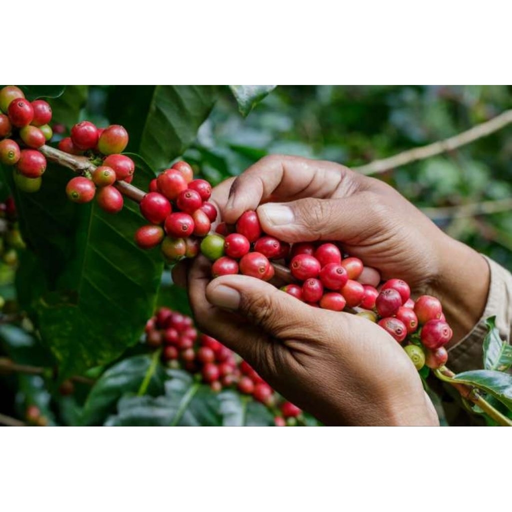 

biji kopi segar jtn ori