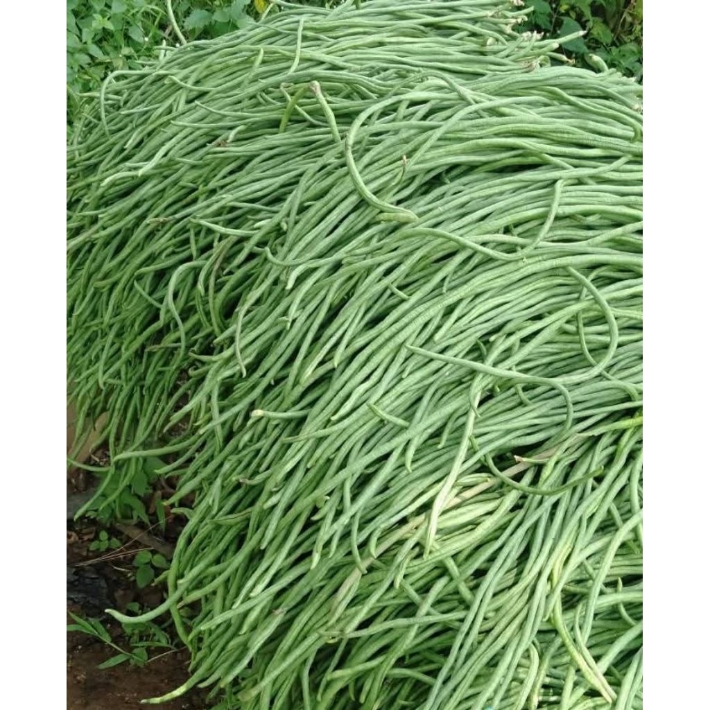 

Kacang Panjang Segar 1kg