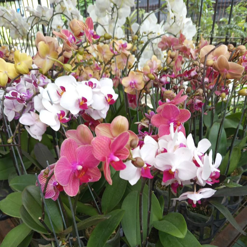 anggrek bulan mini mekar knop 1 plant/pot