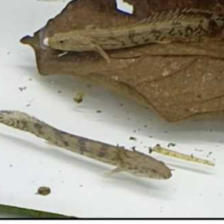 Ikan Hias Palmas endlicheri