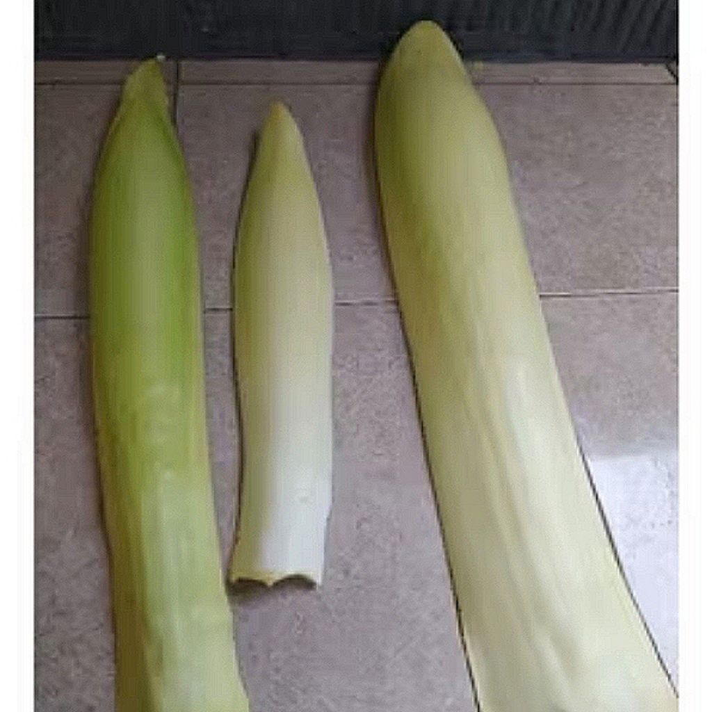 

1 pcs bunga pinang muda segar