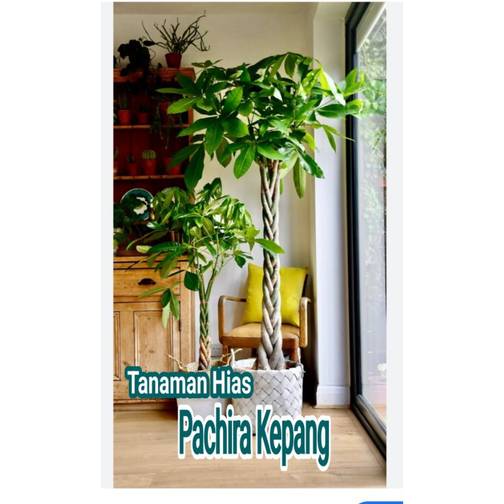 Tanaman Hias PACHIRA KEPANG Tinggi 50 Cm Up