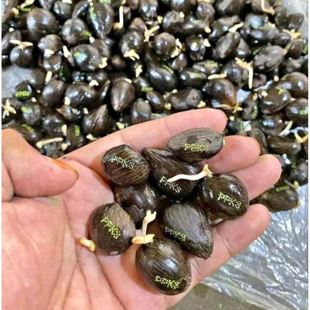 Harga Per butir 8000/biji Benih Bibit Polong Sawit PPKS SIMALUNGUN original