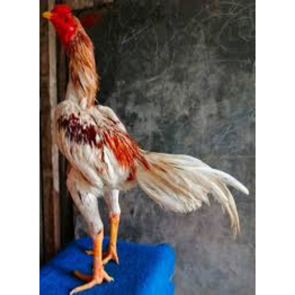 

Telur Tetas Ayam Plucker Fertil siap untuk ditetaskan