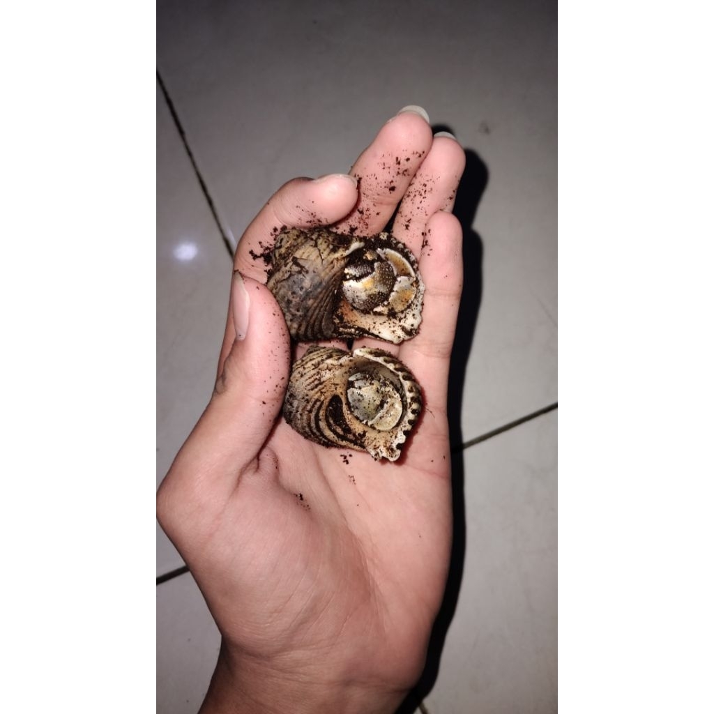 edukasi kelomang rugosus size M