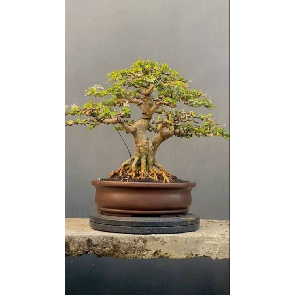 bibit bonsai mirten duri