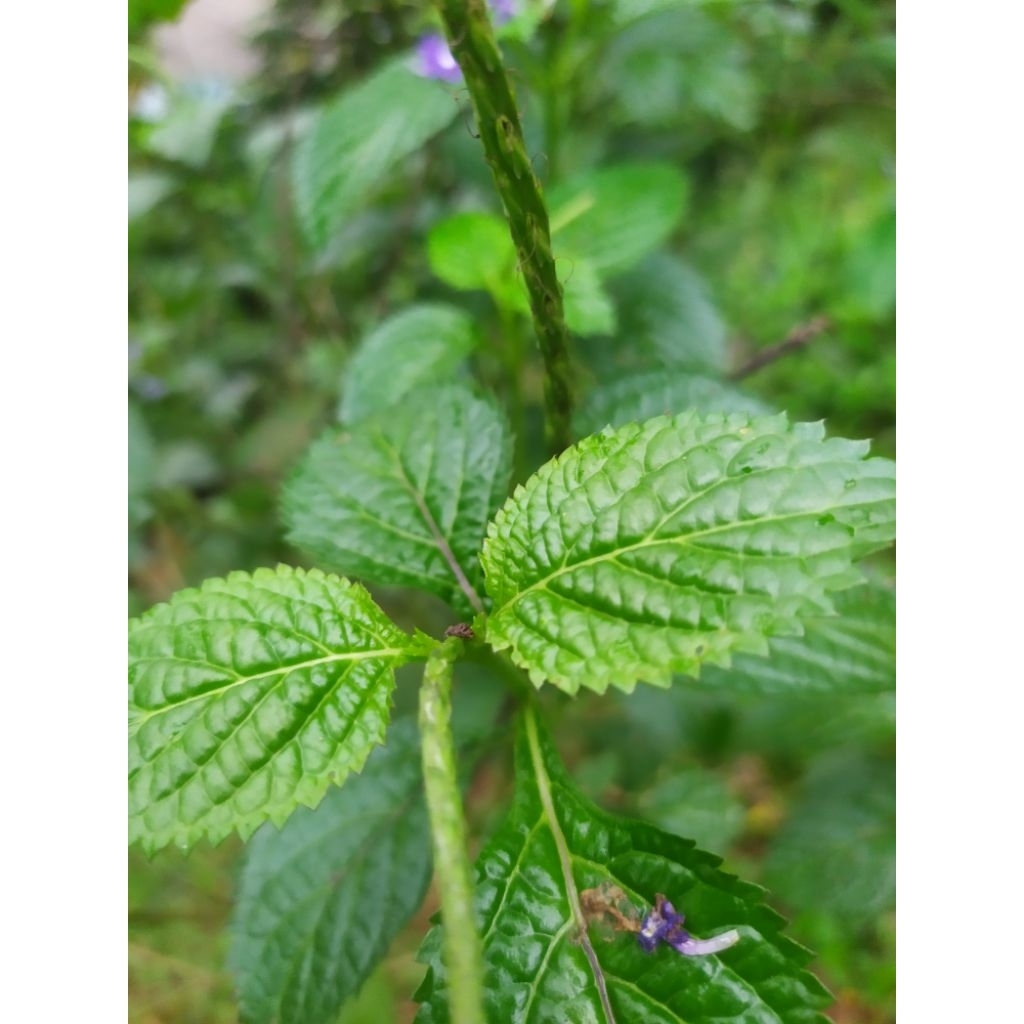 

Daun pecut kuda/Jarong 200 gram