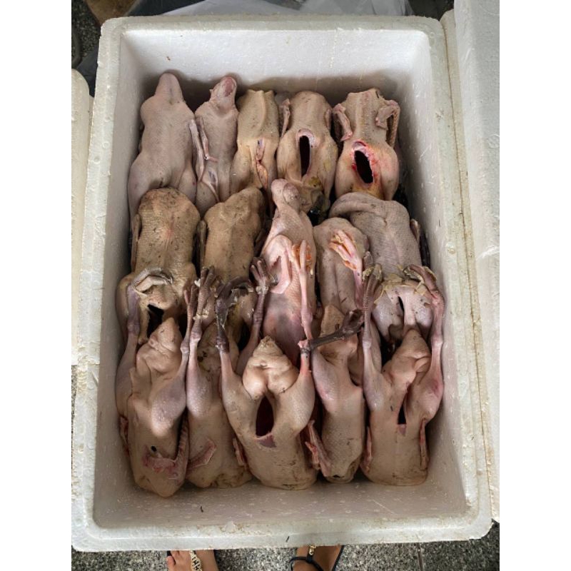 

bebek frozen