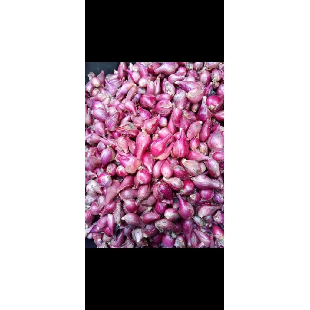 

bawang merah asli brebes