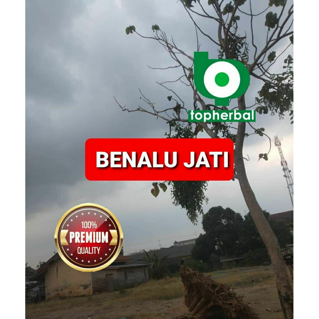 

Daun benalu jati kering hijau grade A+ 1/2kg/500gram