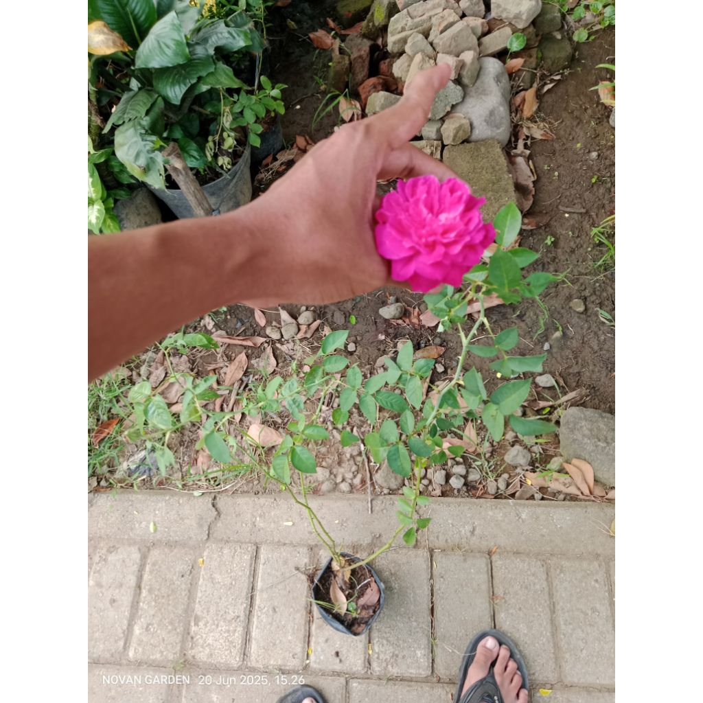 tanaman mawar wangi | mawar nyekar | mawar lokal wangi | mawar untuk nyekar