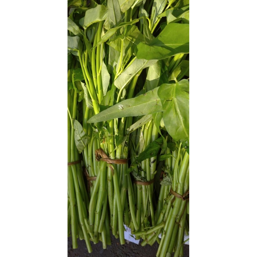 

Sayur Kangkong Kangkung segar perikat