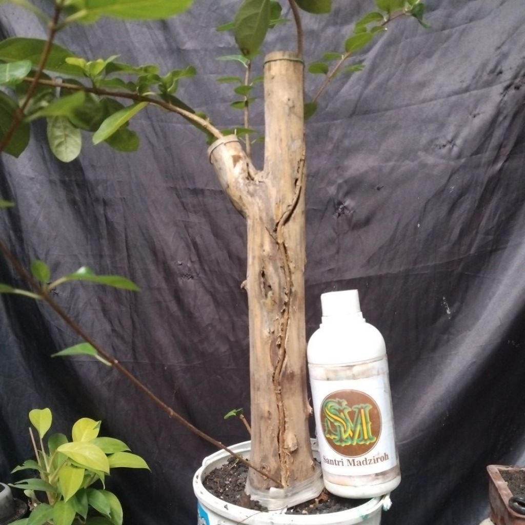 Bahan Bonsai Tanuki Wahong karang Dongkelan Sisir Medium Formal, The Maxx 30cm real pick