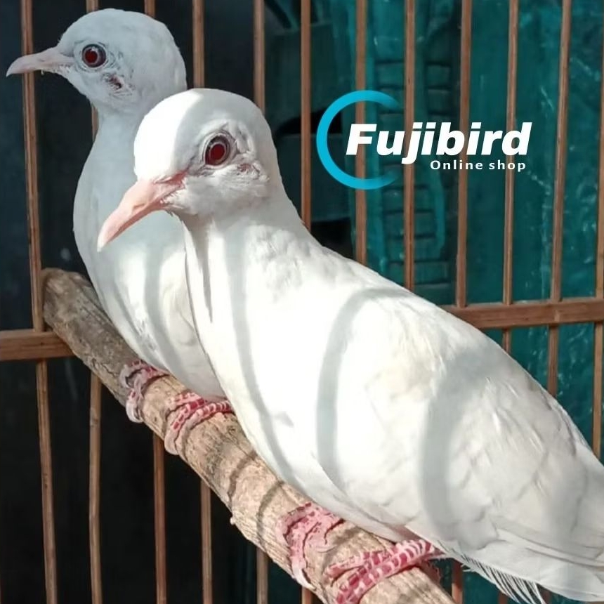 PERKUTUT PUTIH MATA MERAH SEPASANG