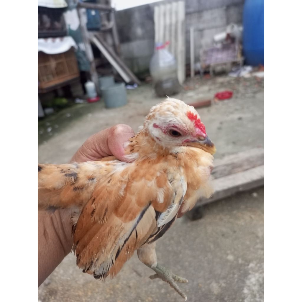 

ayam Serama usia 2 Bualan lebih