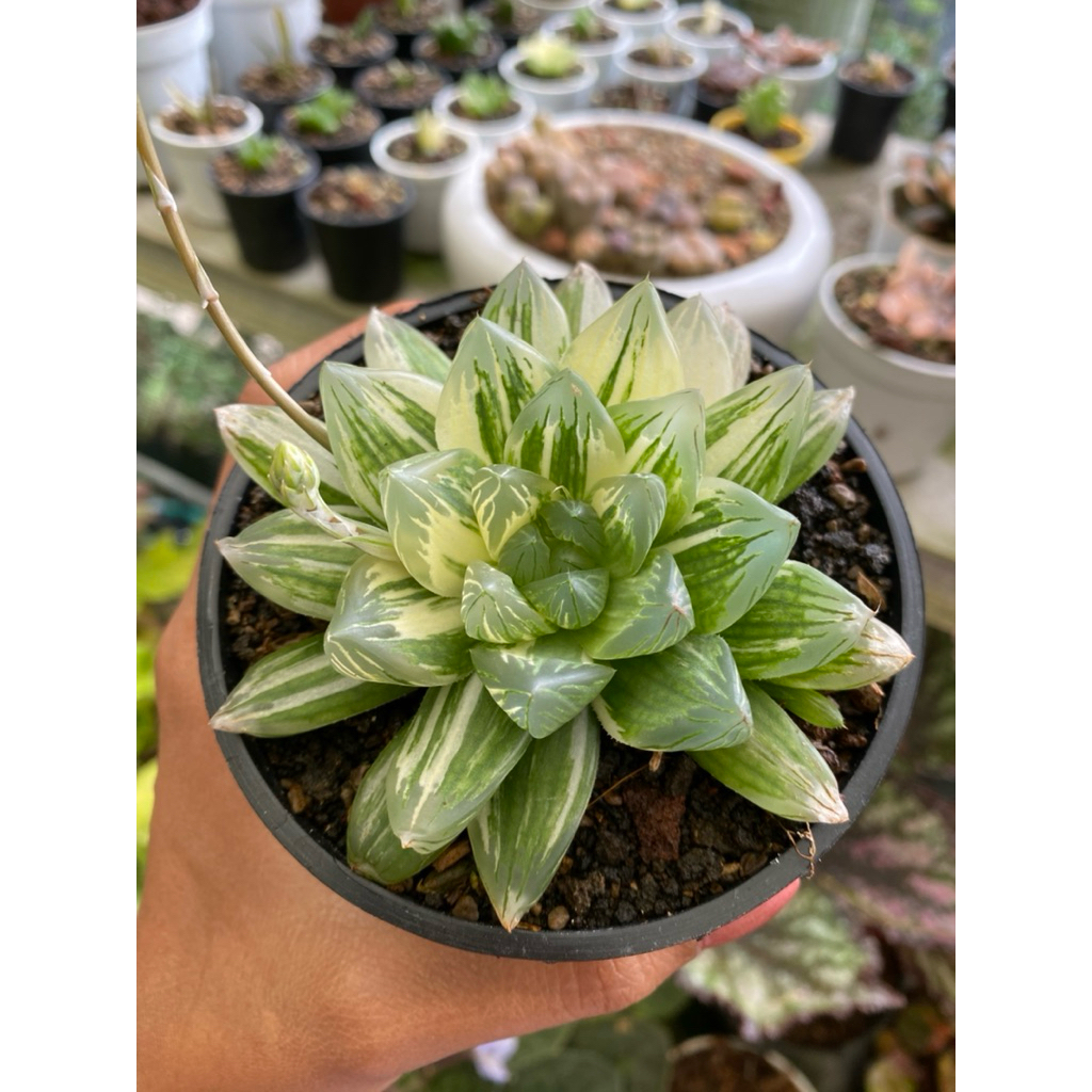 haworthia obtusa hanabi variegata
