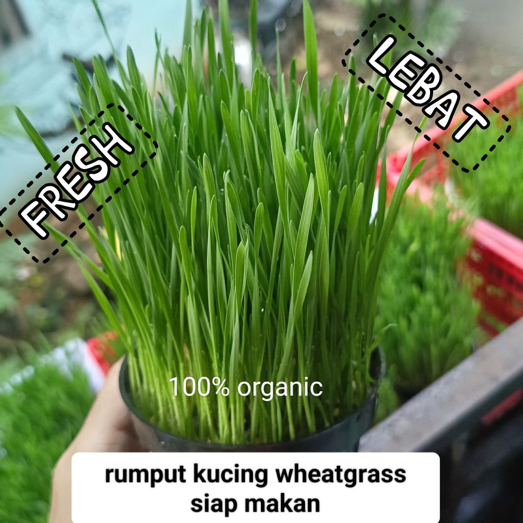 rumput kucing rumput gandum wheatgrass siap makan
