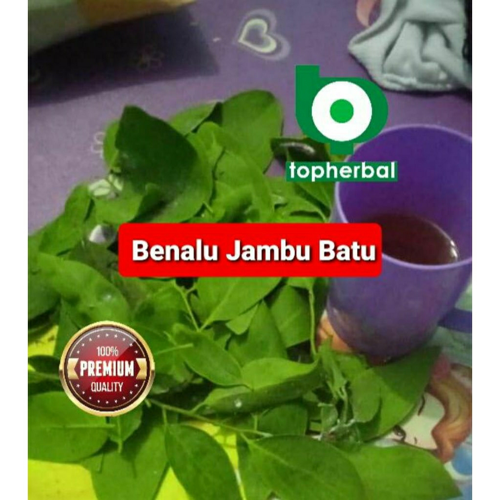 

Daun benalu jambu batu kering hijau grade A+ 1/2kg/500gram