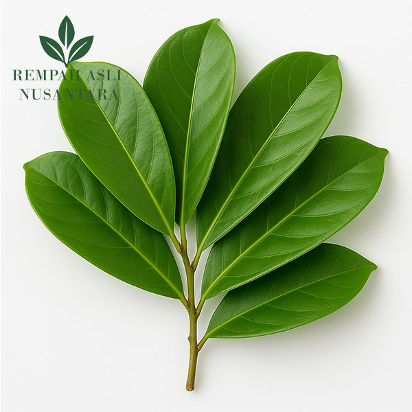 

Daun Sirsak Segar Organik | Petik Saat Order - Daun Herbal Alami | Fresh Bisa untuk Rebusan