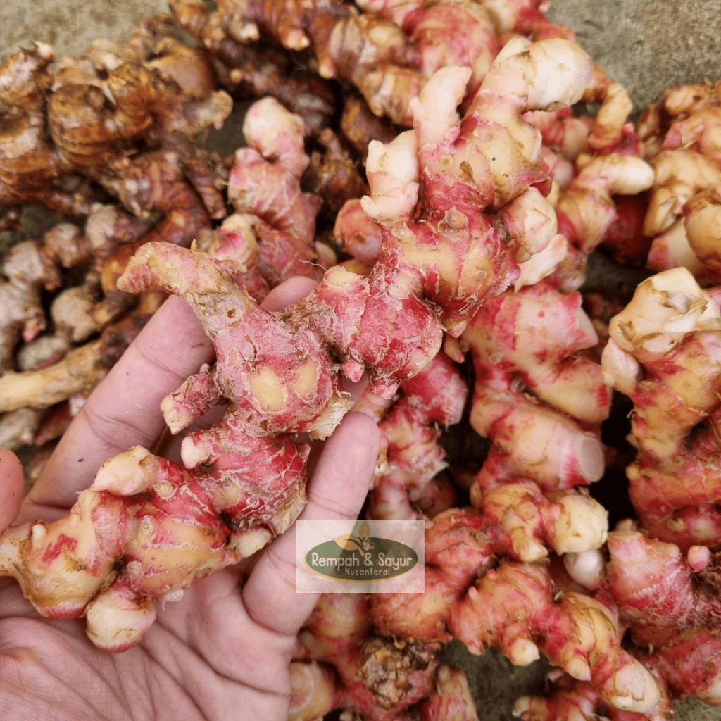 

Jahe Merah 500 gram Fresh Sudah Dicuci / Jahe Merah Asli