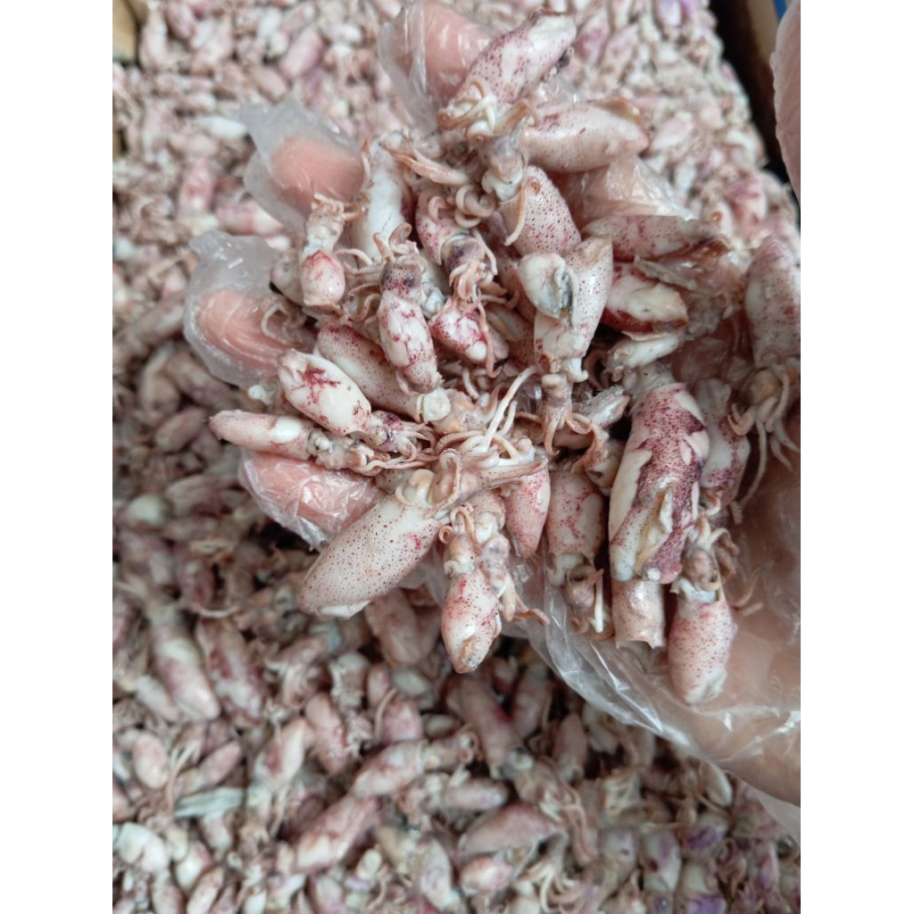 

Baby Cumi Asin (Semi Kering)