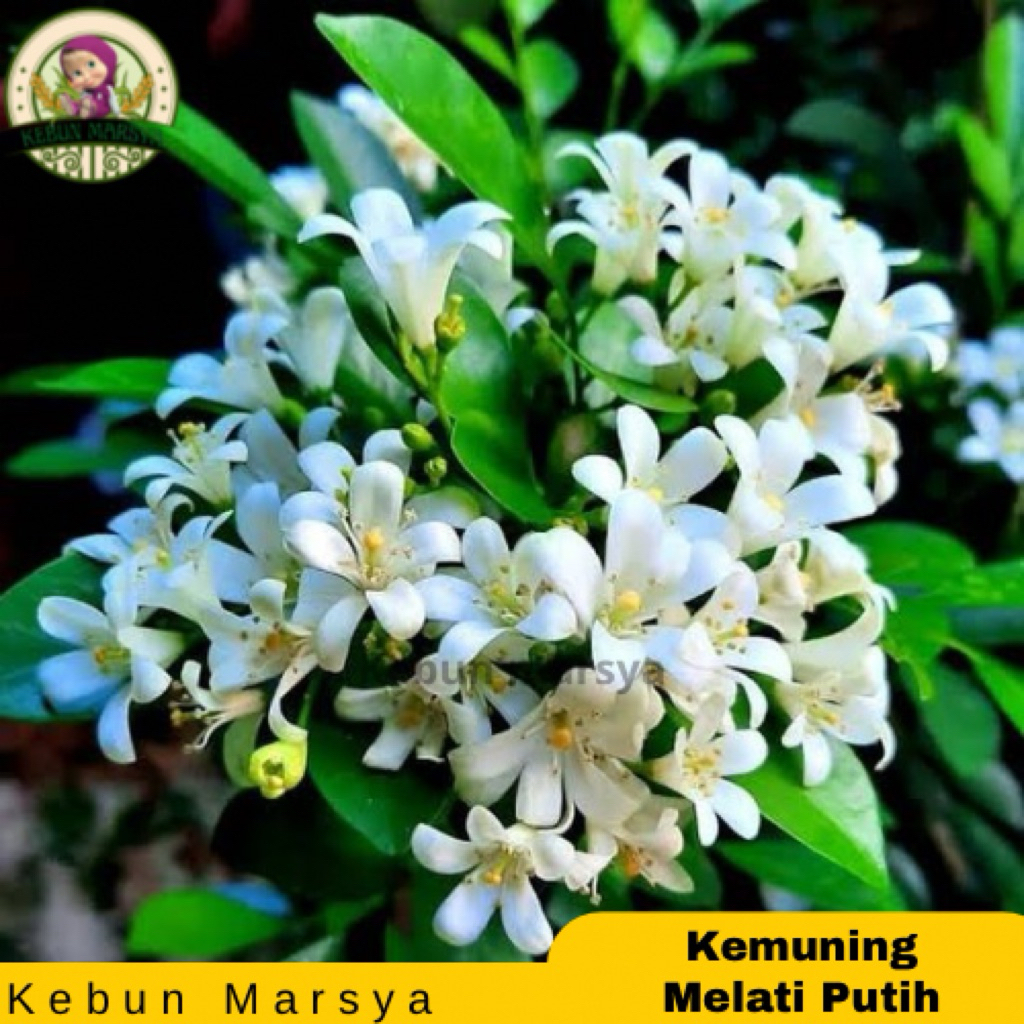 Tanaman Hias Bunga Kemuning Melati Super Wangi Kemuning Mikro